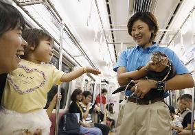 Otter in Japan train