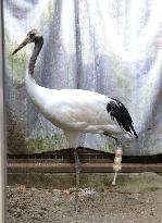 Red-crowned cranes in northern Japan