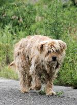 Stray dogs, cats around Fukushima plant to be caught