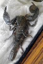 Scorpion found in Osaka condominium