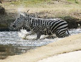 Runaway zebra drowns after tranquilizer shot