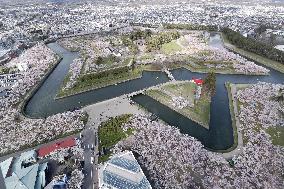 Cherry blossoms in Hokkaido park