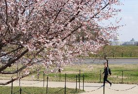 Cherry blossoms bloom in Washington