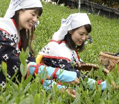 Tea picking in Kyoto