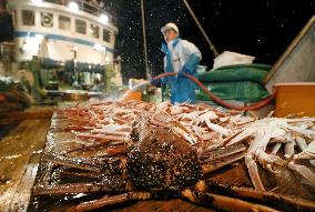 Snow crab fishing in Japan