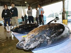 Massive 308-kg bluefin tuna in Japan