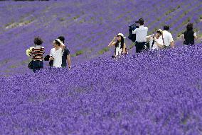 Lavender fields in northern Japan