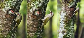 Young woodpecker leaves nest at Tokyo park