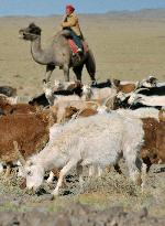 Deserts creeping up in Mongolia, demand for cashmere partly blame