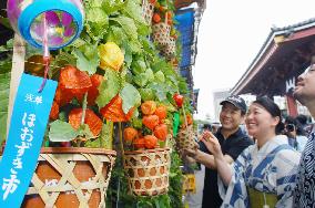 Annual 'Hozuki (Chinese lantern plant) Fair' to begin in Asakusa