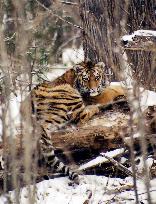 (2)Russian NGO fights poachers to protect endangered Siberian ti