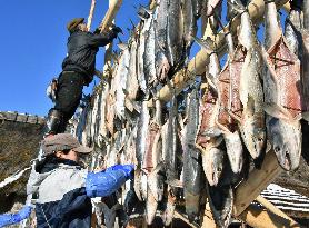 Ainu salmon preservation method put into practice