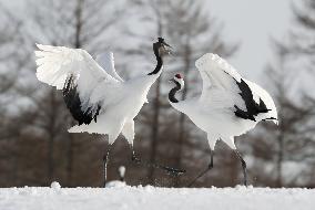 Red-crowned cranes on Hokkaido feeding ground