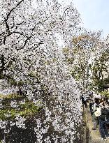 Cherry blossoms in Tokyo