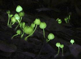 Luminescent mushrooms in western Japan