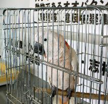 4 arrested for illegally selling endangered parrot