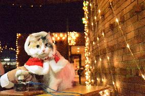 Japan's stationmaster cat attends lighting ceremony in Santa costume