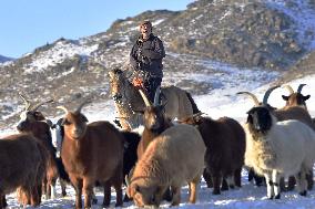 Nomadic lives in Mongolia