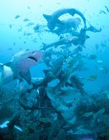 Banded houndsharks