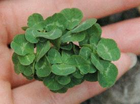 Japanese 56-leaf clover enters Guinness Book of Records