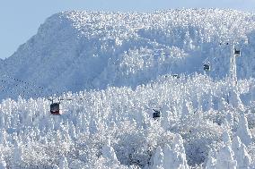 Ice deposits on trees in Yamagata, Japan