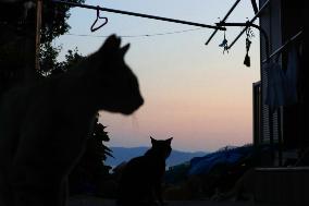 "Cat island" in western Japan