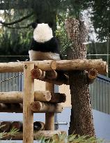 Panda at Tokyo zoo