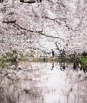 Cherry blossoms in Japan