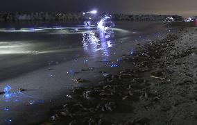 Firefly squids glow neon blue on Toyama beach