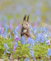 Hokkaido squirrel in field in spring bloom