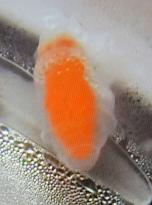 New species of clione sea slug found in Toyama Bay