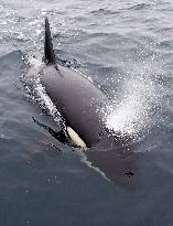 Killer whale seen in northern Japan