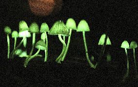 Luminescent mushrooms in western Japan