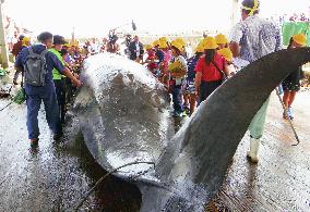 Whale catch in Chiba, eastern Japan
