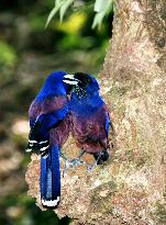 'Love jays' bring food to the brood on Amami-Oshima Island