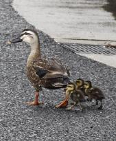 Spot-billed ducks in downtown Osaka