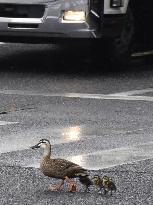 Spot-billed ducks in downtown Osaka