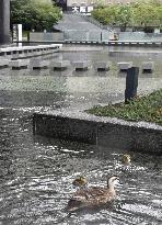 Spot-billed ducks in downtown Osaka