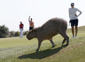 Olympics: Capybara on Rio golf course