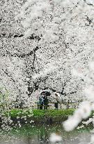 Cherry blossoms in full bloom at Aomori park