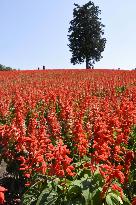 Salvias in full bloom at flower park in Tottori