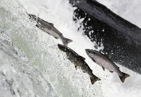 Salmon jump up waterfall