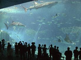 (2) Okinawa Churaumi Aquarium