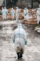 330,000 chickens, ducks culled as bird flu found in Niigata, Aomori