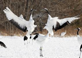 Red-crowned cranes on Hokkaido feeding ground