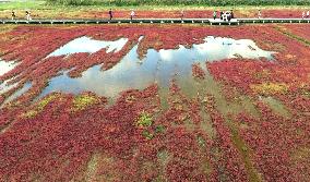 Lake Notoro in Hokkaido painted with red glassworts