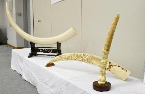Confiscated elephant tusks