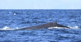 Whale in southwestern Japan