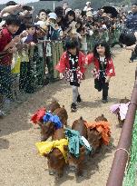 Race of boar-pig hybrids in Japan