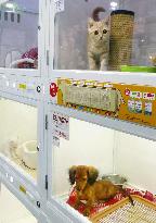 Number of pet cats surpasses dogs for 1st time in Japan: survey